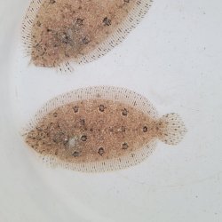 画像3: 《近海産海水魚》セイテンビラメ(画像の個体です)…ハンドコート採取