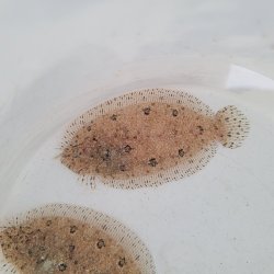 画像4: 《近海産海水魚》セイテンビラメ(画像の個体です)…ハンドコート採取