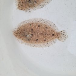 画像1: 《近海産海水魚》セイテンビラメ(画像の個体です)…ハンドコート採取