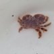《近海産甲殻類》ヒメケブカガニ