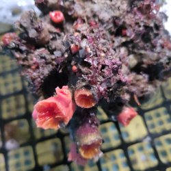画像3: 《近海産海洋生物》オオエダキサンゴ
