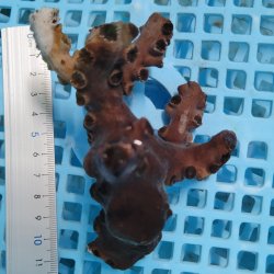 画像2: 《近海産海洋生物》ナンヨウキサンゴ（画像の個体です）‥