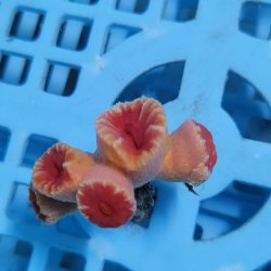 画像2: 《近海産海洋生物》オオエダキサンゴ（画像の個体です）