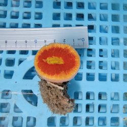 画像2: 《近海産海洋生物》【激レアサイズ】ハナタテ　3Lサイズ（画像の個体です）・・非常に大きな個体です！！