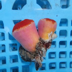 画像1: 《近海産海洋生物》ハナタテ　2本付きブロック（画像の個体です）