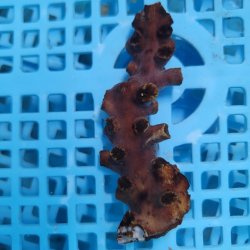 画像2: 《近海産海洋生物》ナンヨウキサンゴ（画像の個体です）‥