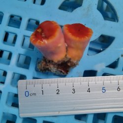 画像1: 《近海産海洋生物》ハナタテ　2本付きブロック（画像の個体です）
