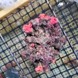 《近海産海洋生物》オオエダキサンゴ