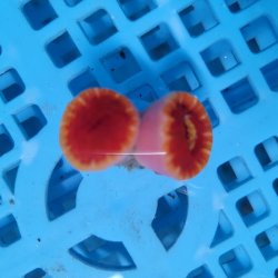 画像2: 《近海産海洋生物》ハナタテ　2本付きブロック（画像の個体です）