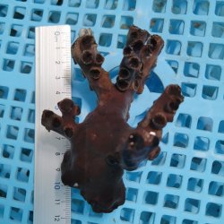 画像1: 《近海産海洋生物》ナンヨウキサンゴ（画像の個体です）‥