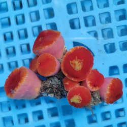 画像4: 《近海産海洋生物》ハナタテ　多本付きブロック（画像の個体です）