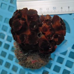 画像3: 《近海産海洋生物》ナンヨウキサンゴ（画像の個体です）‥2色タイプ【珍】