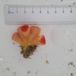 画像3: 《近海産海洋生物》オオエダキサンゴ（画像の個体です）