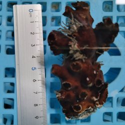 画像3: 《近海産海洋生物》ナンヨウキサンゴ（画像の個体です）‥極太