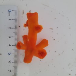 画像1: 《近海産海洋生物》エントウキサンゴ(画像の個体です)
