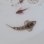 画像3: 《近海産海水魚》ネズッポ科の1種（画像の個体です） (3)