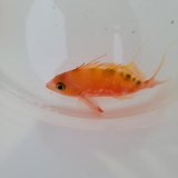 《近海産海水魚》サクラダイ（画像の個体です）…背部がグリーン系（深場採取個体）