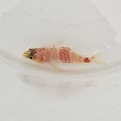 画像2: 《近海産海水魚》アズマハナダイ・・ハンドコート採取