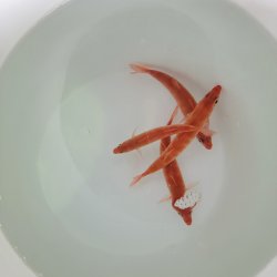 画像1: 《近海産海水魚》ロウソクチビキ（1匹）…ハンドコート採取