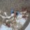 画像2: 《近海産海水魚》オニカナガシラ(SSサイズ)☆餌（オキアミ）を食べてます！…ハンドコート採取