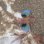 画像3: 《近海産海水魚》オニカナガシラ(SSサイズ)☆餌（オキアミ）を食べてます！…ハンドコート採取