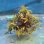 画像2: 《近海産海洋生物》海藻…画像の個体です (2)
