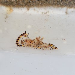 画像1: 《近海産甲殻類》ヒカリウミウシ（1匹）…当店ハンドコート採取