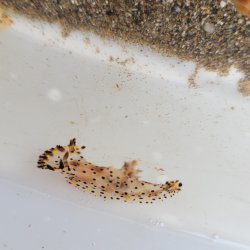 画像3: 《近海産甲殻類》ヒカリウミウシ（1匹）…当店ハンドコート採取