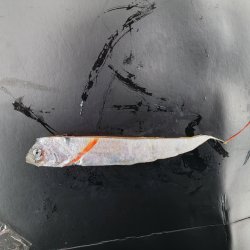 画像1: 《外洋性深海魚》☆★☆冷凍テンガイハタ (画像の個体です)15センチ±・・ハンドコート採取