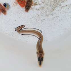 画像2: 《近海産海水魚》ハナアナゴ(画像の個体です)当店ハンドコート採取