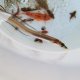 《近海産海水魚》ハナアナゴ(画像の個体です)当店ハンドコート採取