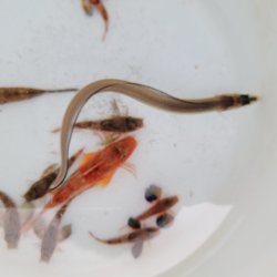 画像3: 《近海産海水魚》ハナアナゴ(画像の個体です)当店ハンドコート採取