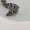 画像11: 《近海産海水魚》☆熊野灘産☆ニセゴイシウツボ（Sサイズ）画像の激美模様です…当店ハンドコート採取