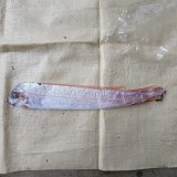 《外洋性深海魚》☆★☆冷凍テンガイハタ (画像の個体です) 45センチ±（5ー25）・・画像の船上凍結の状態のままで梱包をいたします