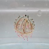 《近海産海洋生物類》ハナガサクラゲ（1匹）…ハンドコート採取