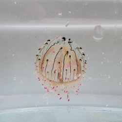 画像1: 《近海産海洋生物類》ハナガサクラゲ（1匹）…ハンドコート採取