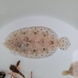 《近海産海水魚》セイテンビラメ(画像の個体です) 1匹…・・特別（お客様感謝）セール中商品（期間限定）