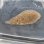 画像1: 《近海産海水魚》ササウシノシタ（画像の個体です）…ハンドコート採取 (1)