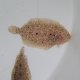 《近海産海水魚》ムスメウシノシタ…ハンドコート採取