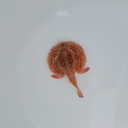 画像2: 《近海産海水魚》【激レアサイズ】アカグツ(画像の個体です)…ハンドコート採取