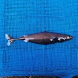 《外洋性深海魚》【ウルトラレア】ツラナガコビトザメ(25センチ±)画像の個体です…冷凍個体