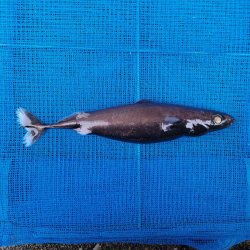 画像1: 《外洋性深海魚》【ウルトラレア】ツラナガコビトザメ(25センチ±)画像の個体です…冷凍個体
