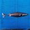 画像1: 《外洋性深海魚》【ウルトラレア】ツラナガコビトザメ(25センチ±)画像の個体です…冷凍個体 (1)