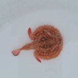 《近海産海水魚》【激レアサイズ】アカグツ(画像の個体です)…ハンドコート採取