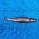 《外洋性深海魚》【ウルトラレア】ツラナガコビトザメ(24センチ±)画像の個体です…冷凍個体