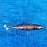 《外洋性深海魚》【ウルトラレア】ツラナガコビトザメ(20センチ±)画像の個体です…冷凍個体