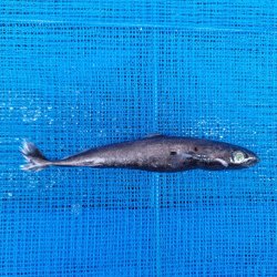 画像2: 《外洋性深海魚》【ウルトラレア】ツラナガコビトザメ(16センチ±)画像の個体です…冷凍個体