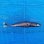 画像2: 《外洋性深海魚》【ウルトラレア】ツラナガコビトザメ(16センチ±)画像の個体です…冷凍個体 (2)