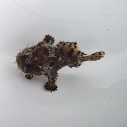 画像2: 《近海産海水魚》カエルアンコウ（SSサイズ）…画像の個体です