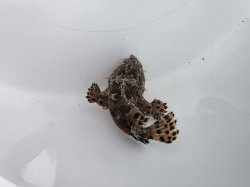 画像4: 《近海産海水魚》カエルアンコウ（SSサイズ）…画像の個体です
